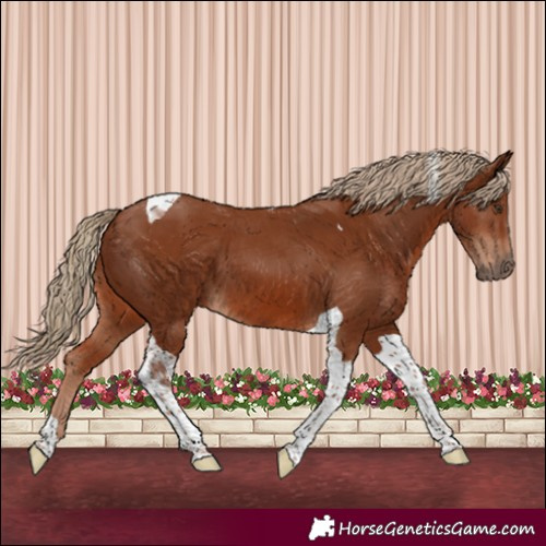 Horse Color:Chestnut Tobiano 