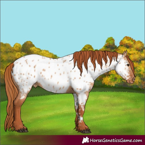 Horse Color:Red Dun Near Leopard 