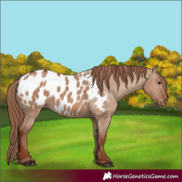 Horse Color:Red Dun Appaloosa
