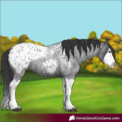 Horse Color:Blue Roan Splash Blanket 