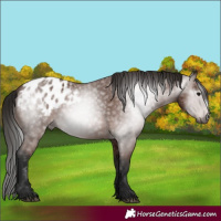 Horse Color:Gray Bay Appaloosa 