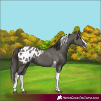 Horse Color:Grullo Splash Tobiano Appaloosa