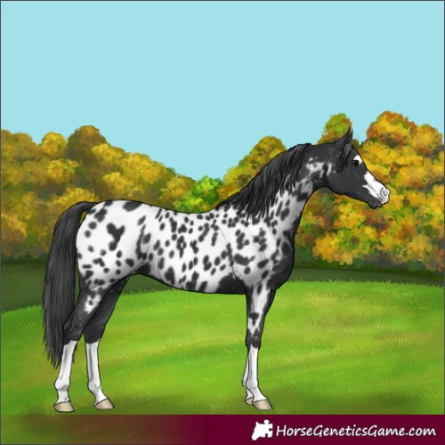 Horse Color:Black Appaloosa