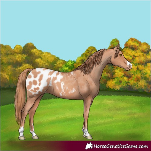 Horse Color:Gold Champagne Appaloosa 