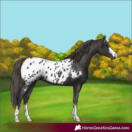 Horse Color:Smoky Black Appaloosa