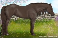 Horse Color:Liver Chestnut Rabicano 