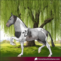 Horse Color:Brown Tobiano Appaloosa 
