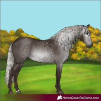Horse Color:Gray Silver Black 