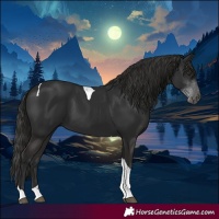 Horse Color:Liver Chestnut Tobiano 