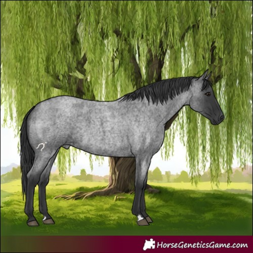 Horse Color:Blue Roan 