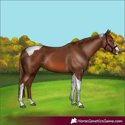 Horse Color:Chestnut Tobiano
