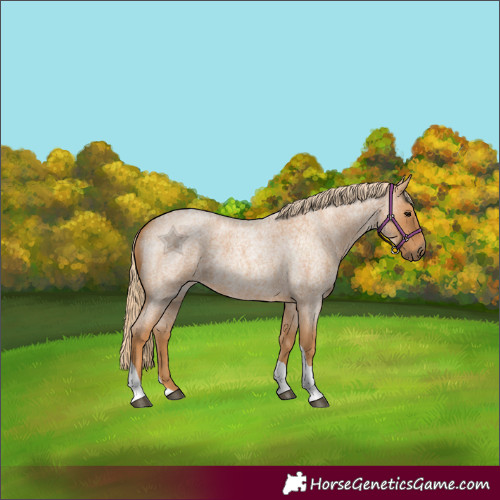 Horse Color:Red Roan Tobiano 