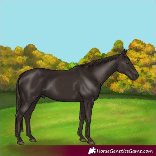 Horse Color:Unknown 