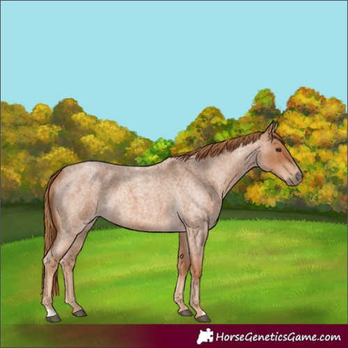 Horse Color:Red Roan 