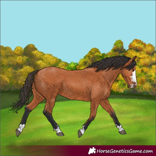 Horse Color:Unknown 