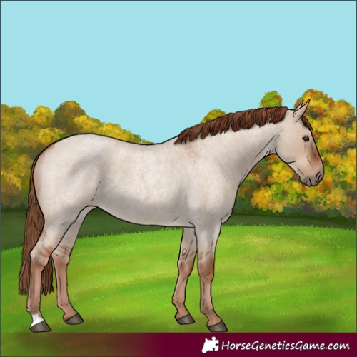 Horse Color:Unknown 