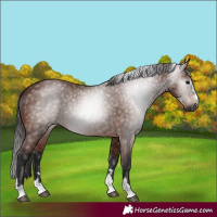 Horse Color:Gray Bay 
