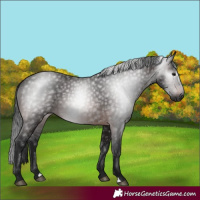 Horse Color:Gray Bay 