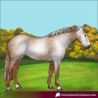 Horse Color:Gray Chestnut 