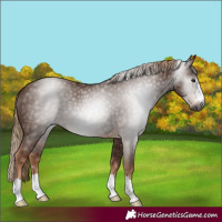 Horse Color:Gray Chestnut 
