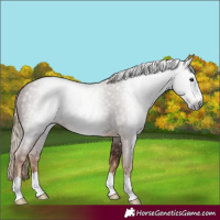 Horse Color:Gray Chestnut 