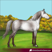 Horse Color:Gray Chestnut 
