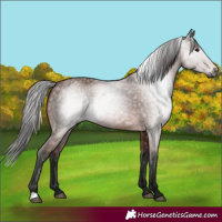 Horse Color:Gray Bay 