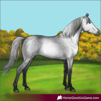 Horse Color:Gray Black 