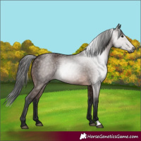 Horse Color:Gray Bay 