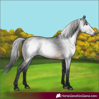 Horse Color:Gray Bay 