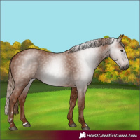 Horse Color:Gray Chestnut 
