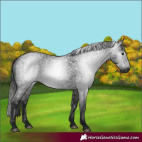 Horse Color:Gray Blue Roan 