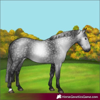 Horse Color:Gray Black 