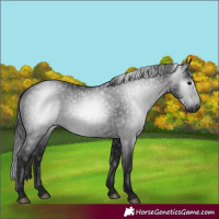 Horse Color:Gray Black 