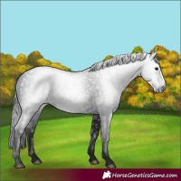 Horse Color:Gray Black 