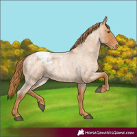 Horse Color:Red Roan Snowcap