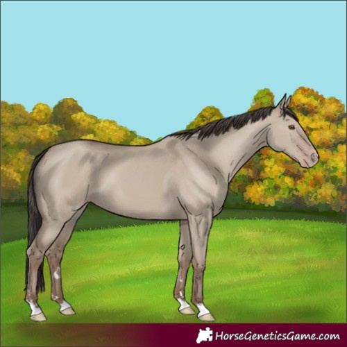 Horse Color:Classic Champagne Dun 
