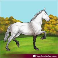 Horse Color:Gray Bay