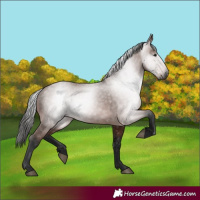 Horse Color:Gray Bay 