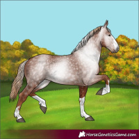 Horse Color:Gray Chestnut 