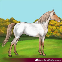 Horse Color:Red Roan Frame Appaloosa 
