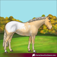 Horse Color:Palomino Roan Snowcap 