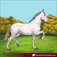 Horse Color:Red Roan Appaloosa 