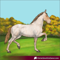 Horse Color:Red Roan Appaloosa 