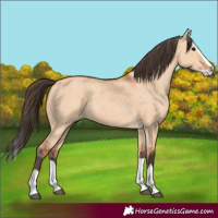 Horse Color:Bay Dun Splash 