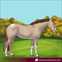 Horse Color:Red Dun Splash Tobiano