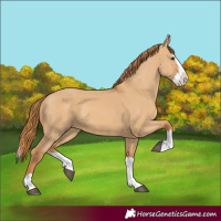 Horse Color:Red Dun Splash 