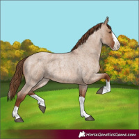 Horse Color:Red Dun Roan Splash 