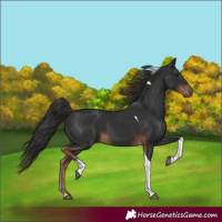 Horse Color:Liver Chestnut Tobiano 