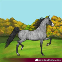 Horse Color:Blue Roan Splash 